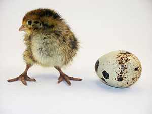 Quail Hatching Egg