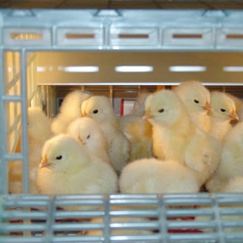 Chick Brooder Cage